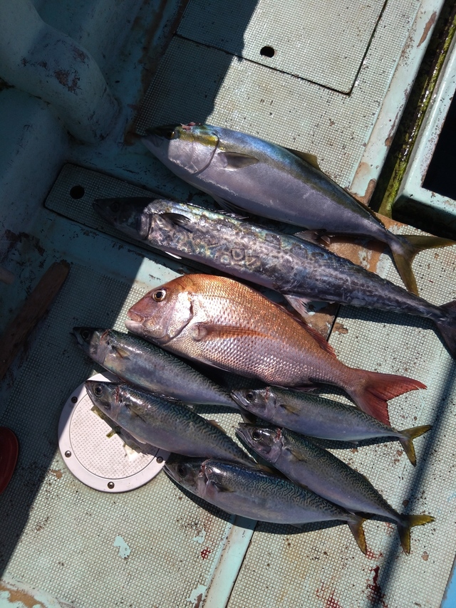 タイ(マダイ)・メジロ(ブリ)・サバ(マサバ)・サワラ