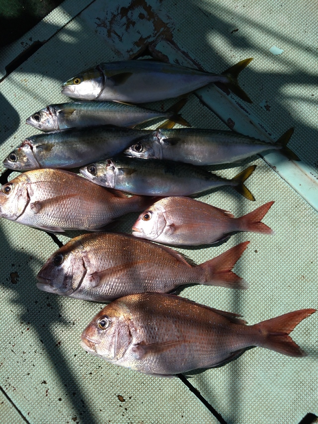 タイ(マダイ)・ツバス(ブリ)・サバ(マサバ)