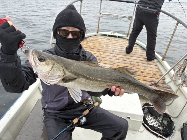 シーバス(スズキ)