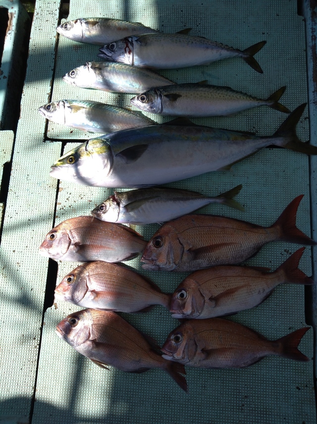 タイ(マダイ)・アジ(マアジ)・メジロ(ブリ)・サバ(マサバ)