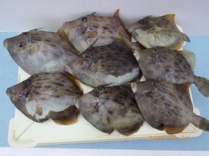 カワハギ