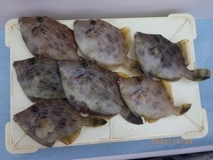 カワハギ
