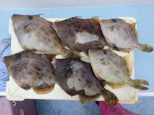 カワハギ