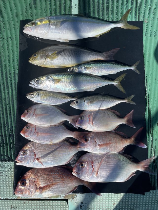 チャリコ(マダイ)・ドンバク(メアジ)・ハマチ(ブリ)・イサキ・マサバ