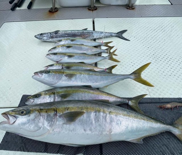 ハマチ(ブリ)・サワラ