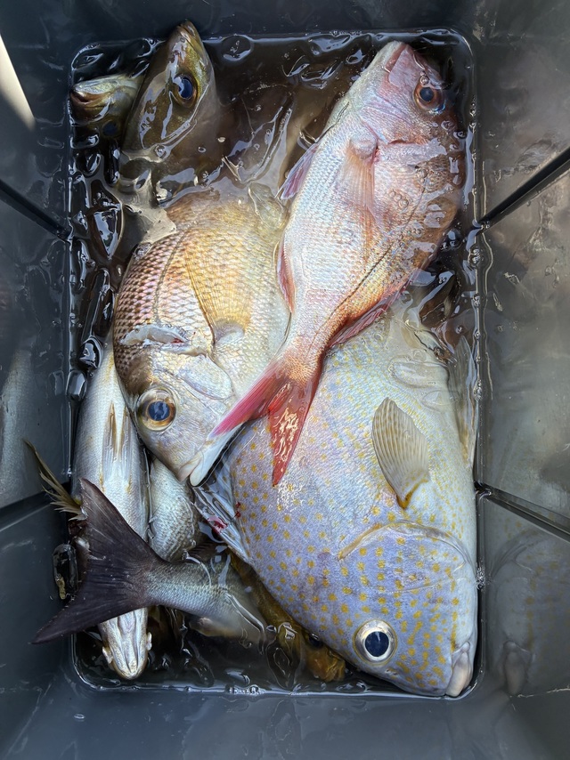 マダイ・メイチダイ・コロダイ