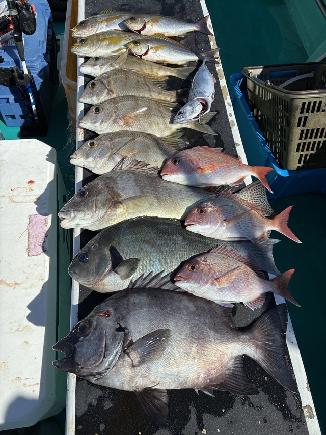 マダイ・グレ(メジナ)・イシダイ・メイチダイ・コロダイ