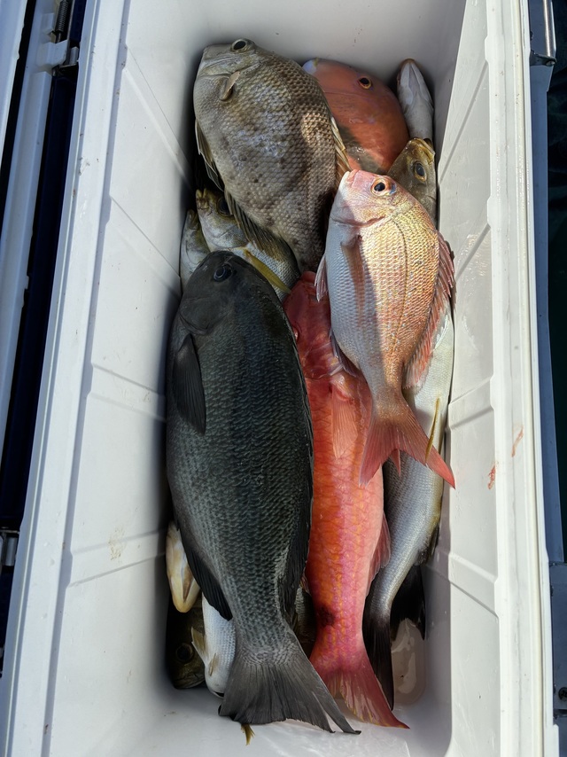 マダイ・グレ(メジナ)・メイチダイ