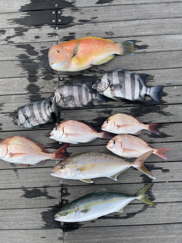 マダイ・ハナダイ(チダイ)・イシダイ・イナダ(ブリ)・ショゴ(カンパチ)