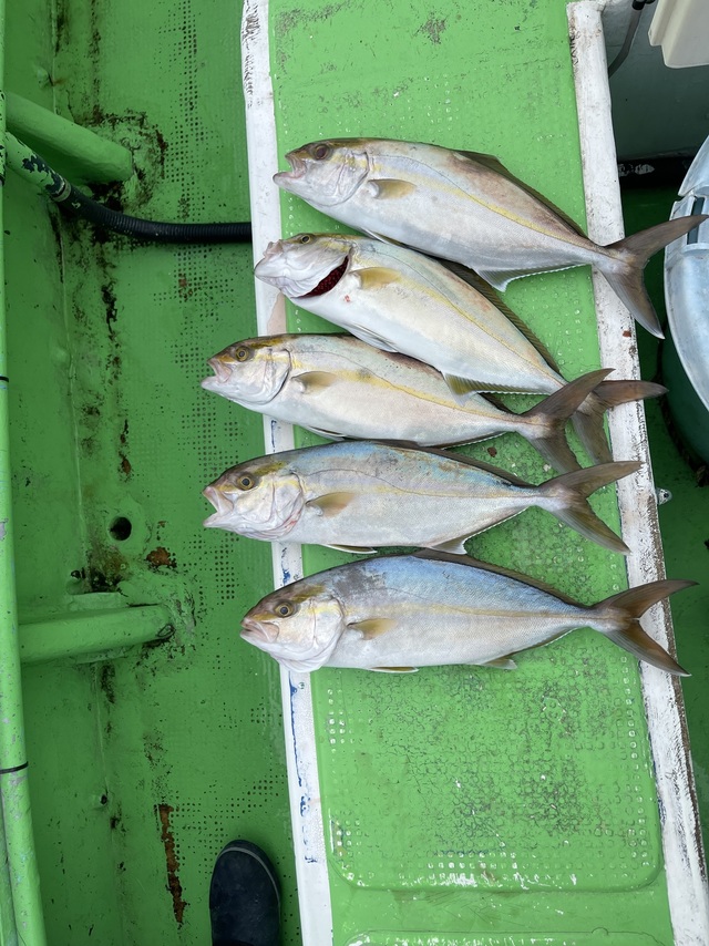 ショゴ(カンパチ)