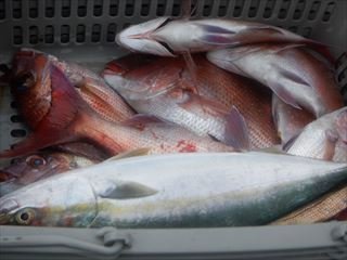 マダイ・イナダ(ブリ)