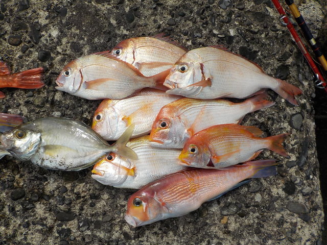 アマダイ(アカアマダイ)