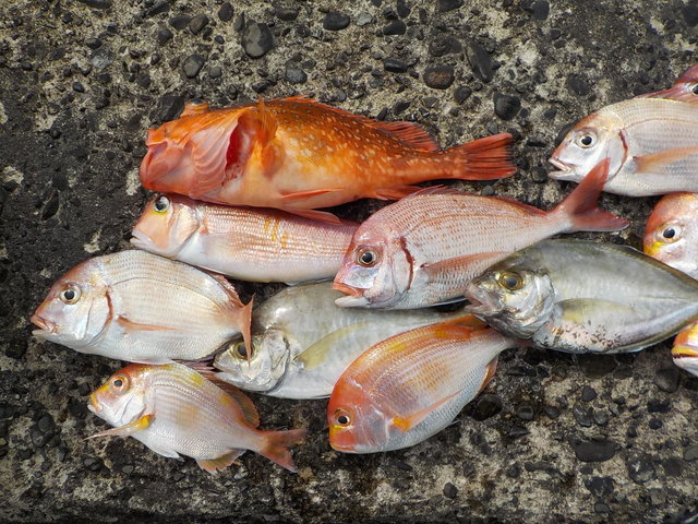 アマダイ(アカアマダイ)