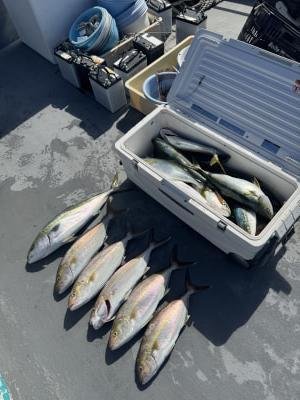 ツバス(ブリ)・ハマチ(ブリ)・メジロ(ブリ)・シオ(カンパチ)