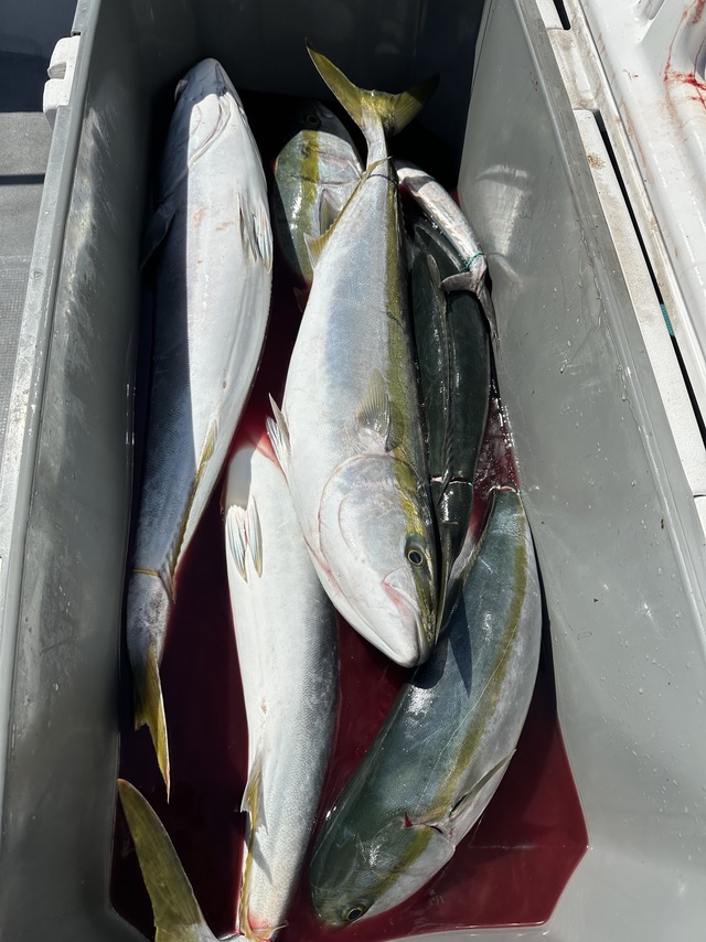 ブリ・メジロ(ブリ)