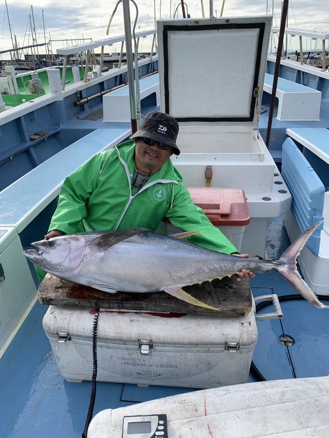 キハダマグロ(キハダ)