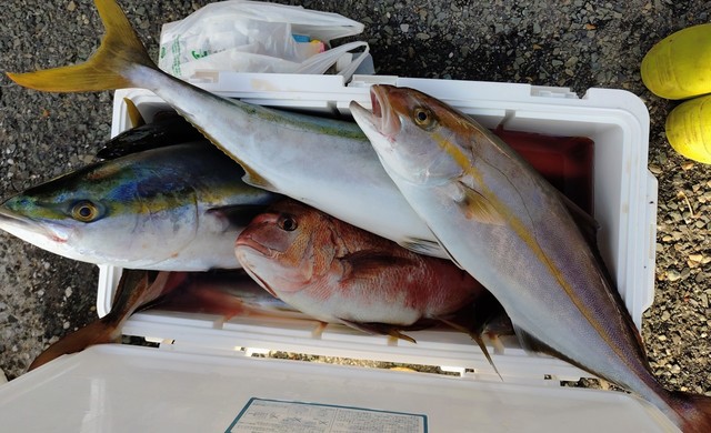 マダイ・ワラサ(ブリ)・カンパチ