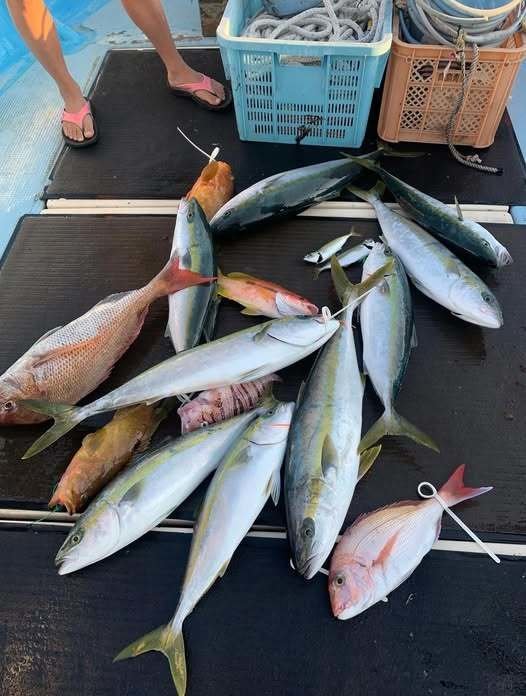 マダイ・キジハタ・ヒラマサ・ヨコスジフエダイ