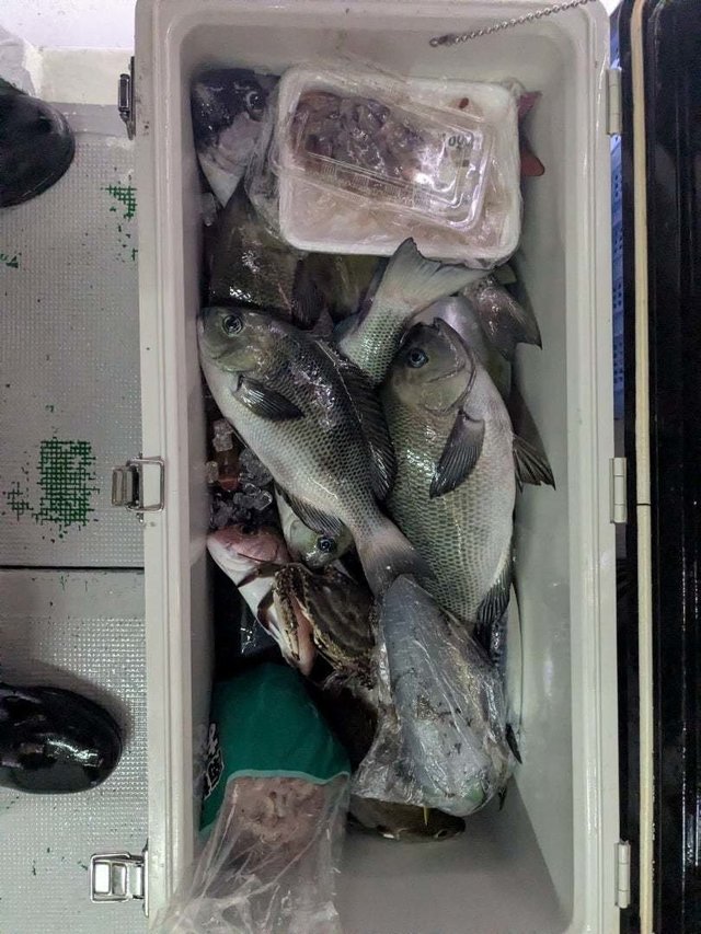 メジナ・イシダイ