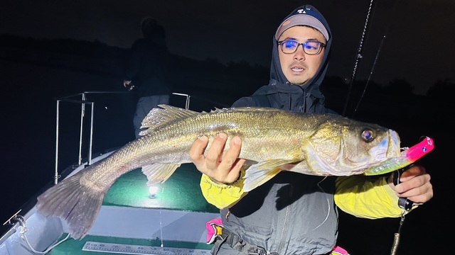 シーバス(スズキ)