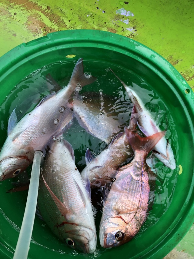 ハナダイ(チダイ)