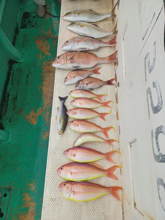 マダイ・イナダ(ブリ)・カンパチ・イトヨリ(イトヨリダイ)