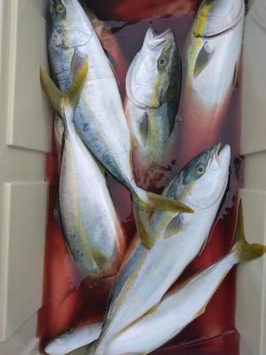 イナダ(ブリ)・ヒラソーダ(ヒラソウダ)