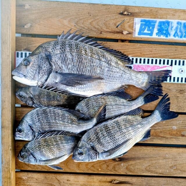 チヌ(クロダイ)