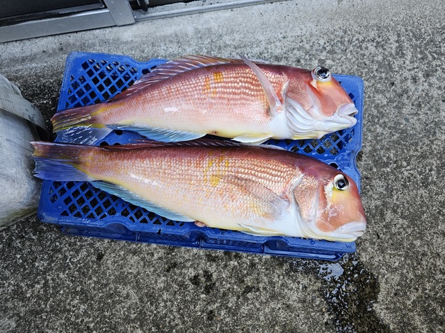 アマダイ(アカアマダイ)