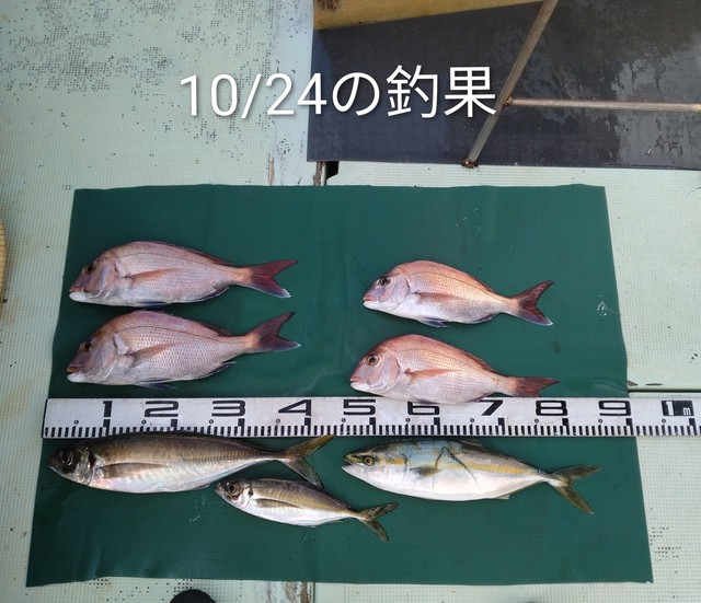 マダイ・マアジ・ハマチ(ブリ)