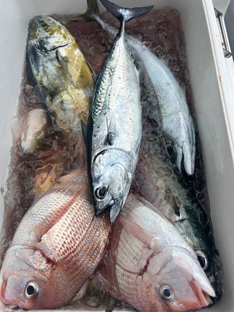 ハナダイ(チダイ)・シイラ・ヒラソウダ