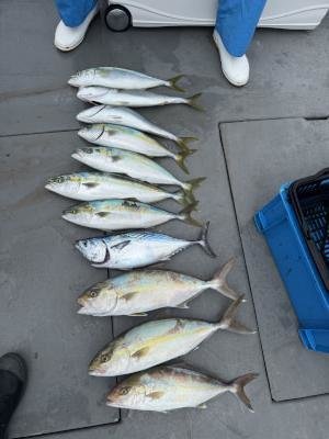 ツバス(ブリ)・ハマチ(ブリ)・シオ(カンパチ)・ヤイト(スマ)