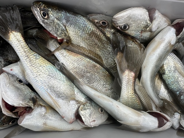 イシモチ(シログチ)