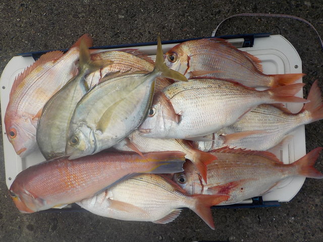 ハナダイ(チダイ)・アマダイ(アカアマダイ)