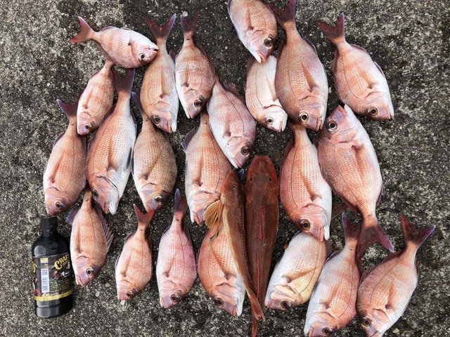 マダイ・チダイ・ホウボウ