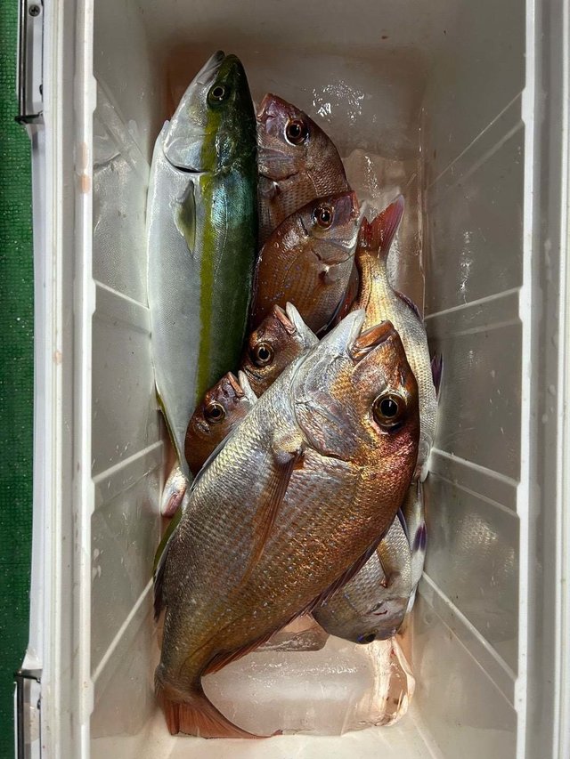 マダイ・ハマチ(ブリ)