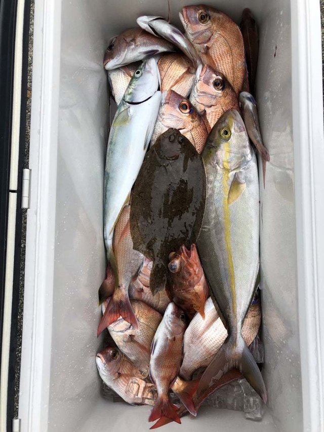 マダイ・ハマチ(ブリ)・カンパチ・ガンゾウヒラメ(ガンゾウビラメ)