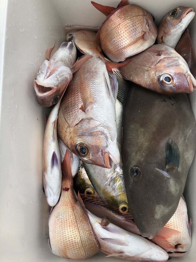 マダイ・ウマヅラハギ