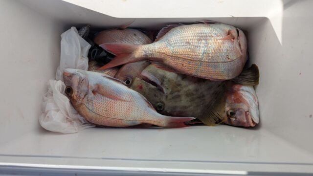 マダイ・カワハギ