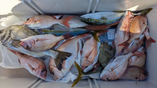 マダイ・クロダイ