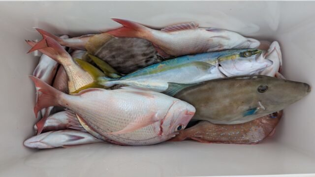 マダイ・ハマチ(ブリ)・ウマヅラハギ