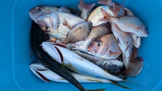 マダイ・ハマチ(ブリ)