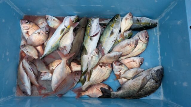 マダイ・ハマチ(ブリ)