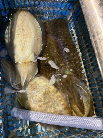 アオリイカ・コウイカ