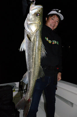 シーバス(スズキ)