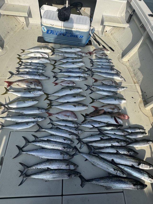 マダイ・アコウ(キジハタ)・ハマチ(ブリ)・サワラ・サゴシ(サワラ)