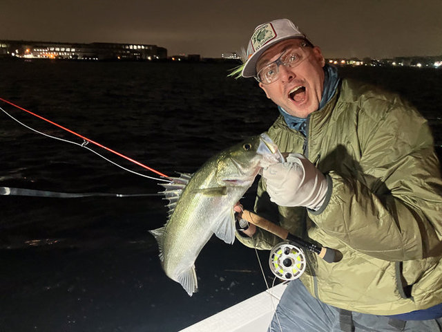 シーバス(スズキ)