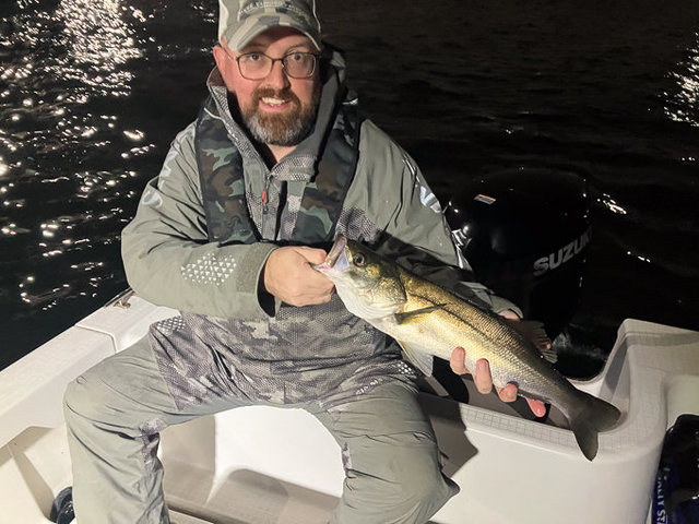 シーバス(スズキ)