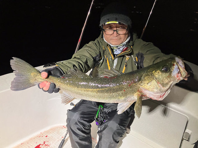 シーバス(スズキ)