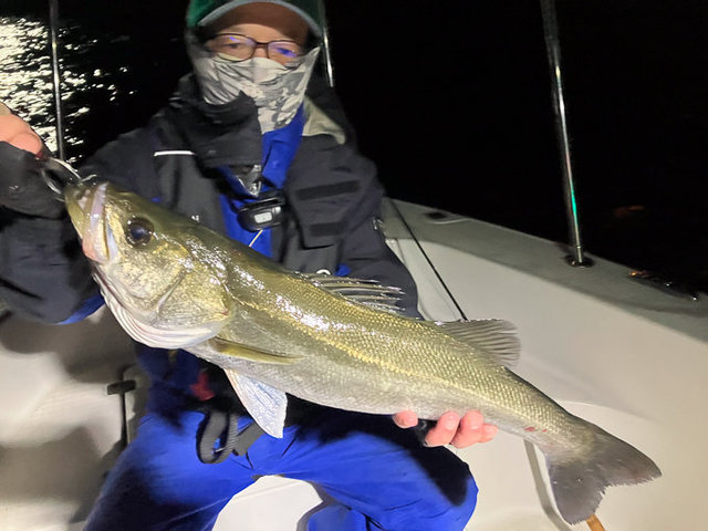 シーバス(スズキ)